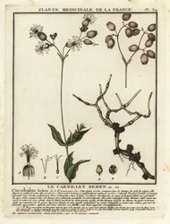 Gewöhnliches Leimkraut, Silene vulgaris