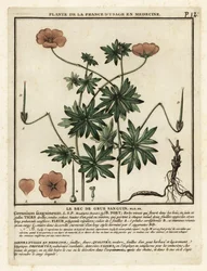 Blutroter Storchschnabel, Geranium sanguineum