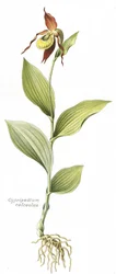 Botanische Tafel / Cypripedium calceolus / Frauenschuh
