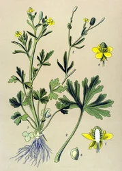Botanische Tafel. Giftig: Scharfer Hahnenfuß (Ranunculus sceleratus)