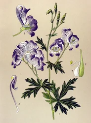 Botanische Tafel. Giftige und Heilpflanze: Buntes Eisenhut (Aconitum variegatum)