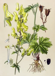 Botanische Tafel, giftige und medizinische Pflanze: Wolfs-Eisenhut (Aconitum lycoctonum)