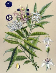 Botanische Tafel, Pflanze: Zwergholunder (Sambucus ebulus)