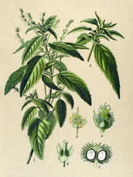 Botanische Tafel, giftige Pflanze: Einjährige Bingelkraut (Mercurialis annua)