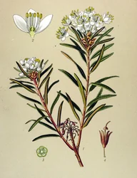 Botanische Tafel, giftige Pflanze: Sumpfporst (Ledum palustre)