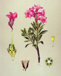 Botanische Tafel, giftige Pflanze: Alpen-Rhododendron (Rhododendron hirsutum)