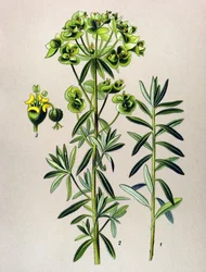 Botanische Tafel, giftige Pflanze: Garten-Wolfsmilch (Euphorbia peplus)