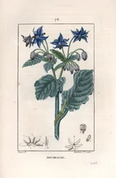 Bourrache officinale - Gravur von Lambert fils, nach einer Zeichnung von Pierre Jean Francois Turpin (1775-1840), aus „La flore medicale, de Chaumeton, Poiret et Chamberet“, Paris 1830 - Borretsch oder Sternblume, Borago officinalis