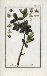 Buchsbaum oder immergrüner Buchsbaum (Buxus sempervirens). Lithographie aus „Afbeelding der Artseny-Gewassen“ von Johannes Zorn (1739-1799), Niederlande