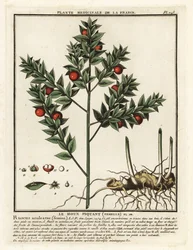 Mäusedorn, Ruscus aculeatus