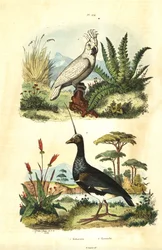 Cacatua galerita, Gelbhaubenkakadu, und Hornwehrvogel, Anhima cornuta