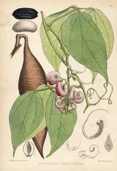 Kalabarbohne oder Ordealbohne, Physostigma venenosum. Handkolorierte Lithographie von Hanhart nach einer botanischen Illustration von David Blair aus Robert Bentley und Henry Trimens Heilpflanzen, London