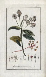 Kalifornischer Flieder (Ceanothus americanus). Lithographie aus „Afbeelding der Artseny-Gewassen“ von Johannes Zorn (1739-1799), Niederlande