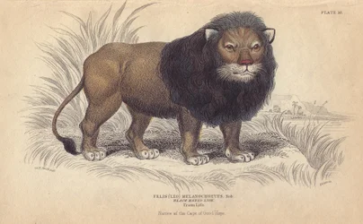 Kaplöwe. Lithographie von William Lizars, nach einer Zeichnung von Charles Hamilton Smith, für „Bibliotheque naturaliste, mammals, les felins“ von Sir William Jardine, veröffentlicht 1834 in Edinburgh (Schottland)
