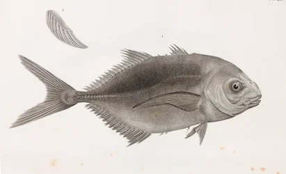 Caranx Sauteur (Nahaufnahme)
