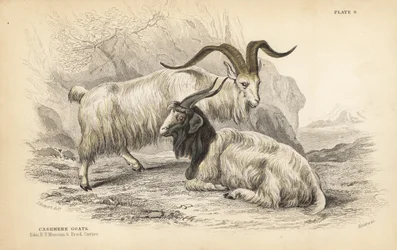Kaschmirziege, Capra hircus lanigera. Edinburgh Royal University Museum und Frederick Cuvier. Handkolorierter Stahlstich von Lizars nach einer Illustration von James Stewart aus William Jardine