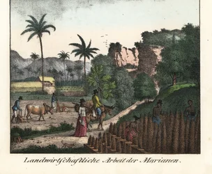 Chamarro-Bauern pflügen ein Feld und ziehen Pflanzreihen auf dem Marianen-Archipel (USA). Illustration aus Voyage Around the World (1824) von Louis de Freycinet (1779-1842). Lithographie aus dem Buch: „Galerie complète en tableaux fidèles des peu