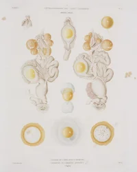 Hühnerei im Eileiter, ca. 1847-1859