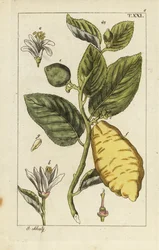 Zitrone mit Frucht, Blättern und Blüten, Citrus medica