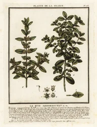 Buchsbaum, Buxus sempervirens
