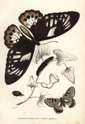Gewöhnlicher grüner Vogelflügler, Ornithoptera priamus, Schmetterling, Raupe und Puppe, und falscher Apollo, Archon apollinus (Doritis apollinus). Handkolorierte Lithographie aus Georg Friedrich Treitschkes Galerie der Naturgeschichte, Naturhistorischer Bi