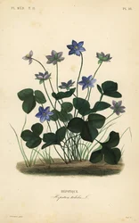 Leberblümchen