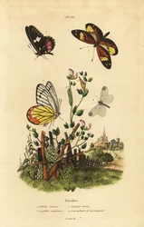 Gemeiner Jezebel, Delias eucharis 1, Cattleheart-Weiß, Archonias brassolis 2, Tiger-Mimik-Weiß, Dismorphia amphione 3, Waldweißling, Leptidea sinapis 4