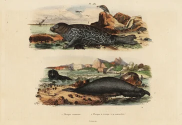Gewöhnliche Robbe, Phoca vitulina 1 und Nördlicher Seeelefant, Mirounga angustirostris 2