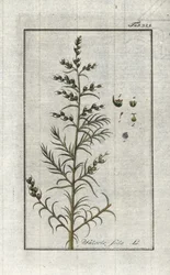 Gewöhnliche Soda (Salsola soda). Lithographie aus „Afbeelding der Artseny-Gewassen“ von Johannes Zorn (1739-1799), Niederlande