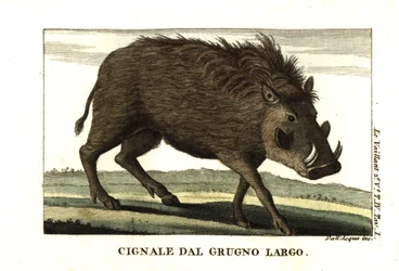 Gewöhnliches Warzenschwein, Phacochoerus africanus. Von Francois Le Vaillant