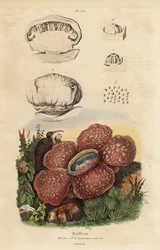 Leichenblume oder Rafflesia, Rafflesia arnoldii