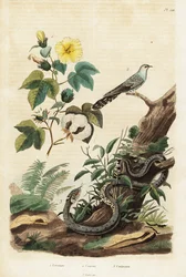 Baumwolle, Kuckuck und Grasnatter, 1834-1839