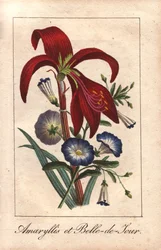 Rote Amaryllis und Zwergwinde, Hippeastrum und Convolvulus tricolor