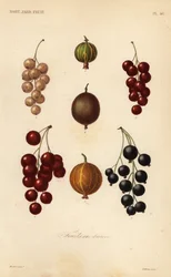 Johannisbeeren und Beeren, fruits en baies