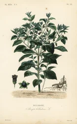 Tollkirsche, Atropa belladonna, Belladone