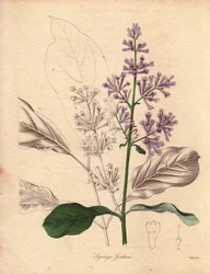 Beschreibung des ungarischen Flieders (Syringa josikaea). Illustration von Miss R. Mills in The Botanist, Serie von Benjamin Maund