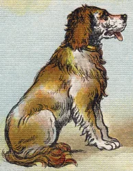 Hund. Gravur in "Alphabet de ma petite fille". Bernardin-Bechet und Fils, Buchhändler-Verleger, Paris, um 1895.