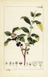 Färber-Sauerdorn, Flueggea tinctoria