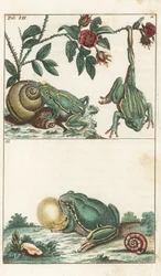 Europäische und italienische Frösche - Starkes Wasser von Gottlieb Tobias Wilhelm (1758-1811), aus Enzyklopädie der Naturgeschichte: Amphibien