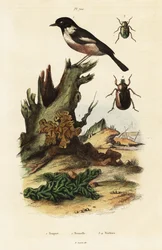 Schwarzkehlchen, Gelbes Hirn und Skarabäuskäfer