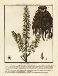 Europäische Weiße Nieswurz, Veratrum album