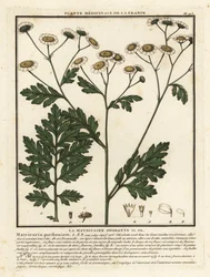Mutterkraut