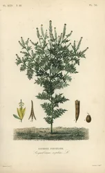 Hederich, Descurainia sophia, Sisymbrium sophia