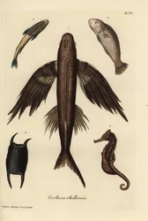 Fliegender Fisch, Exocoetus volitans 1, Saugerfisch, Remora remora 2, Barramundi, Lates calcarifer 3, Schuppe 4, Seepferdchen, Hippocampus-Arten 5. Handkolorierte Kupferstichgravur nach einer Illustration von Christian Leinberger aus Georg Wolfgang Knorr