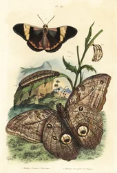 Wald-Riesenaugenfalter, Caligo eurilochus 1 und Brassolis sophorae Schmetterling, Puppe und Raupe 2