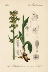 Frosch-Orchis - Frosch-Orchidee, Dactylorhiza viridis (Platanthera viridis). Handkolorierte Lithographie aus Diederich von Schlechtendal