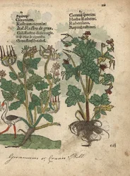 Storchschnabel, Geranium species, und Ruprechtskraut, Geranium robertianum. Handkolorierter Holzschnitt einer botanischen Illustration aus Adam Lonicer