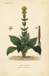 Gelber Enzian