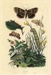 Grauer Dolchfleck und Larve, Acronicta psi 1, Apopestes spectrum und Larve 2, Pfirsichblütenmotte und Raupe, Thyatira batis 3