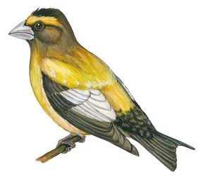 Abendkernbeißer (Coccothraustes vespertinus)